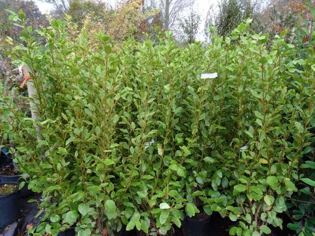 Fast growing shrubs to consider for privacy