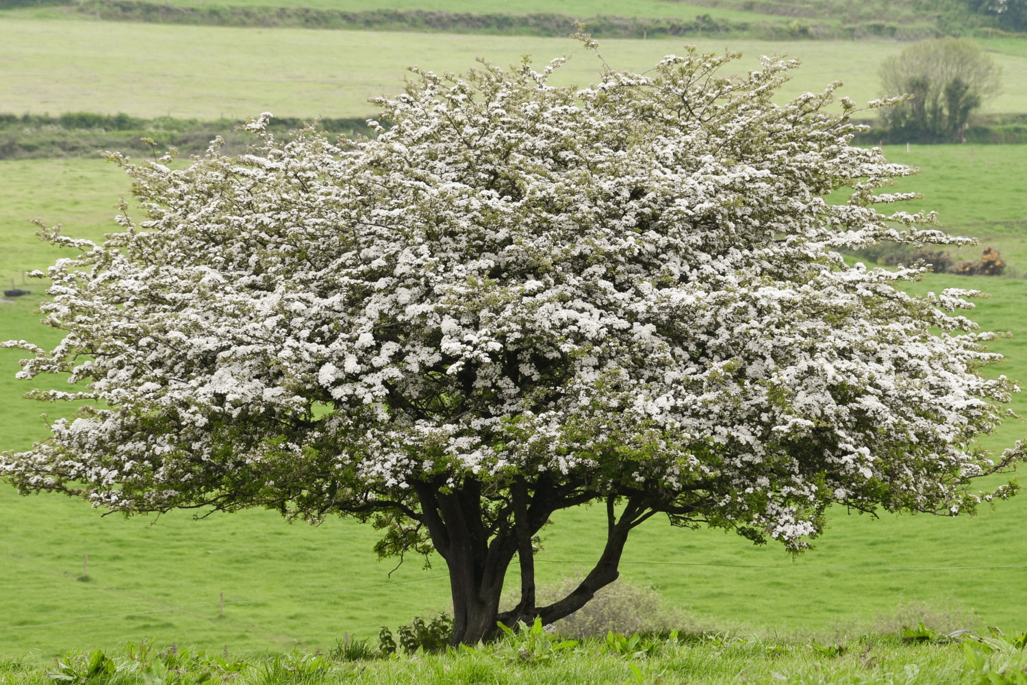 Hawthorn Trees to Consider – Arundel Arboretum