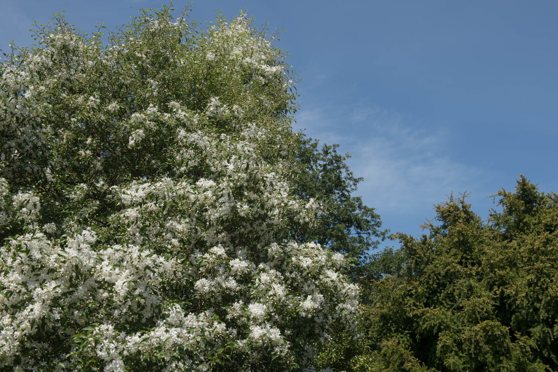 Hoheria sexstylosa ‘Snow White’