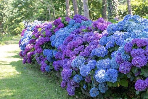 How to Grow Hydrangeas in the UK: Care, Pruning and Best Varieties