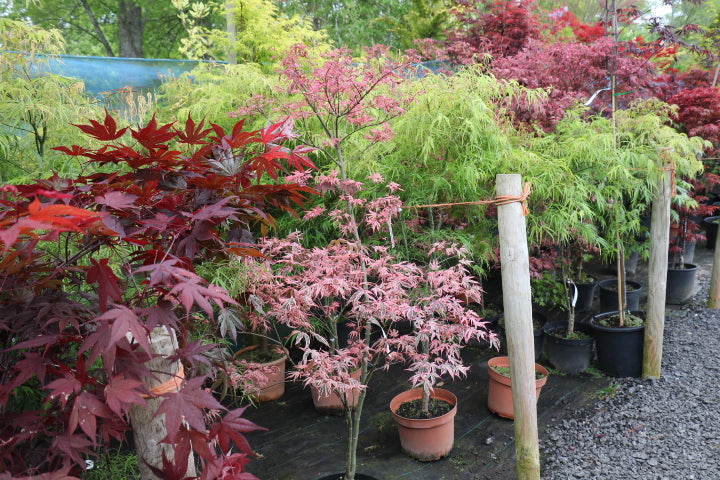 5 Japanese Maples to consider