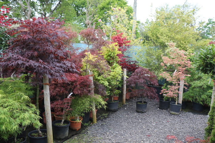 Trees for Autumn Colour