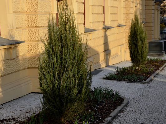 Juniperus virginiana ‘Skyrocket’