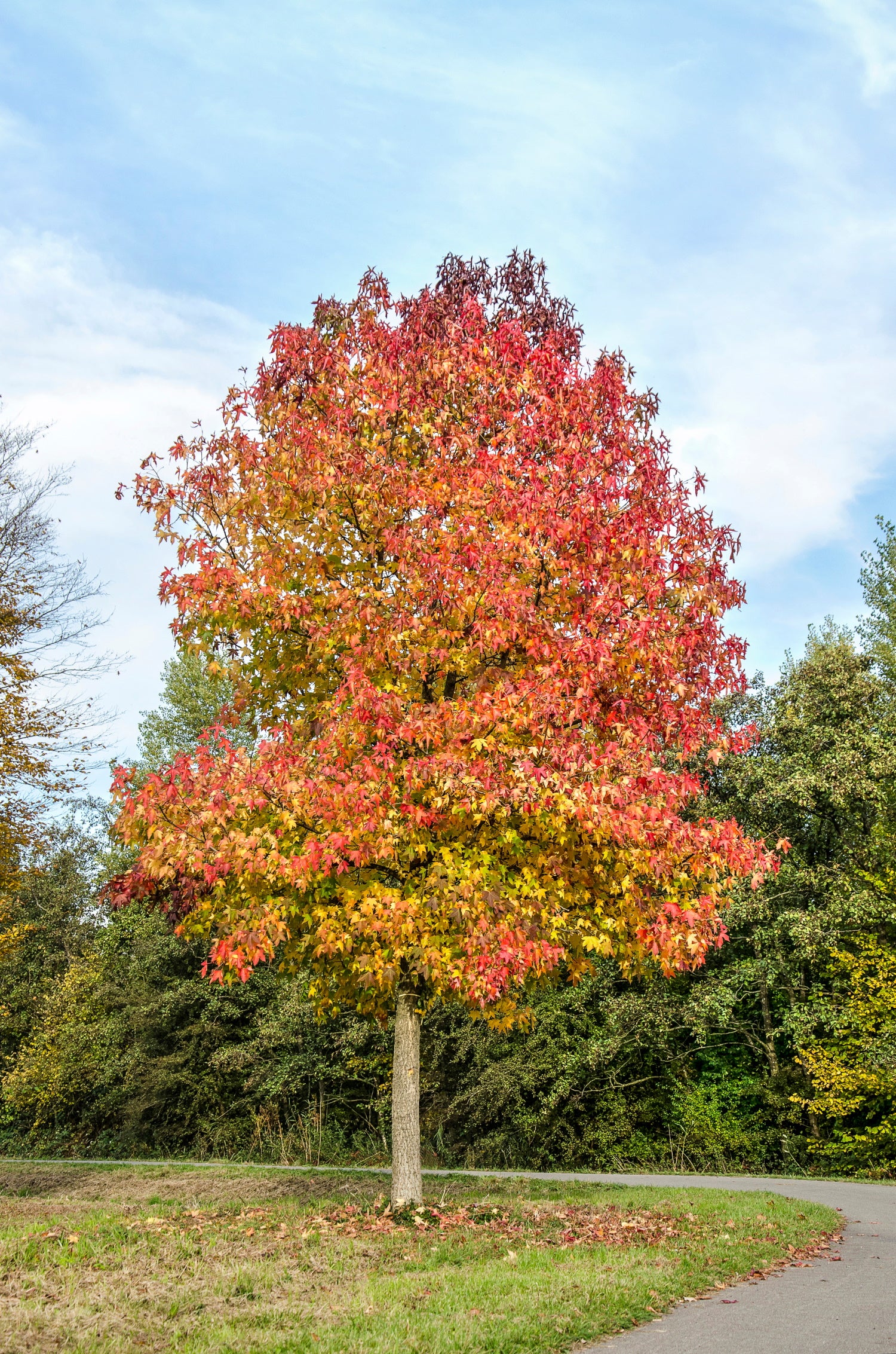 Are Liquidambar Trees Flammable at Jana Bowers blog