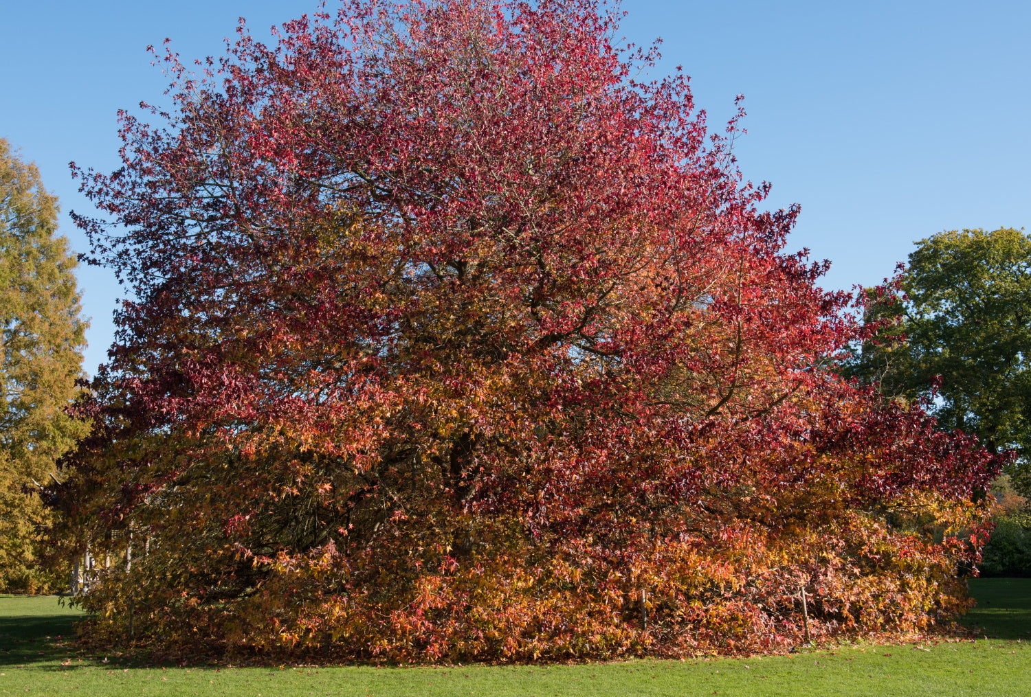 Liquidambar – Arundel Arboretum