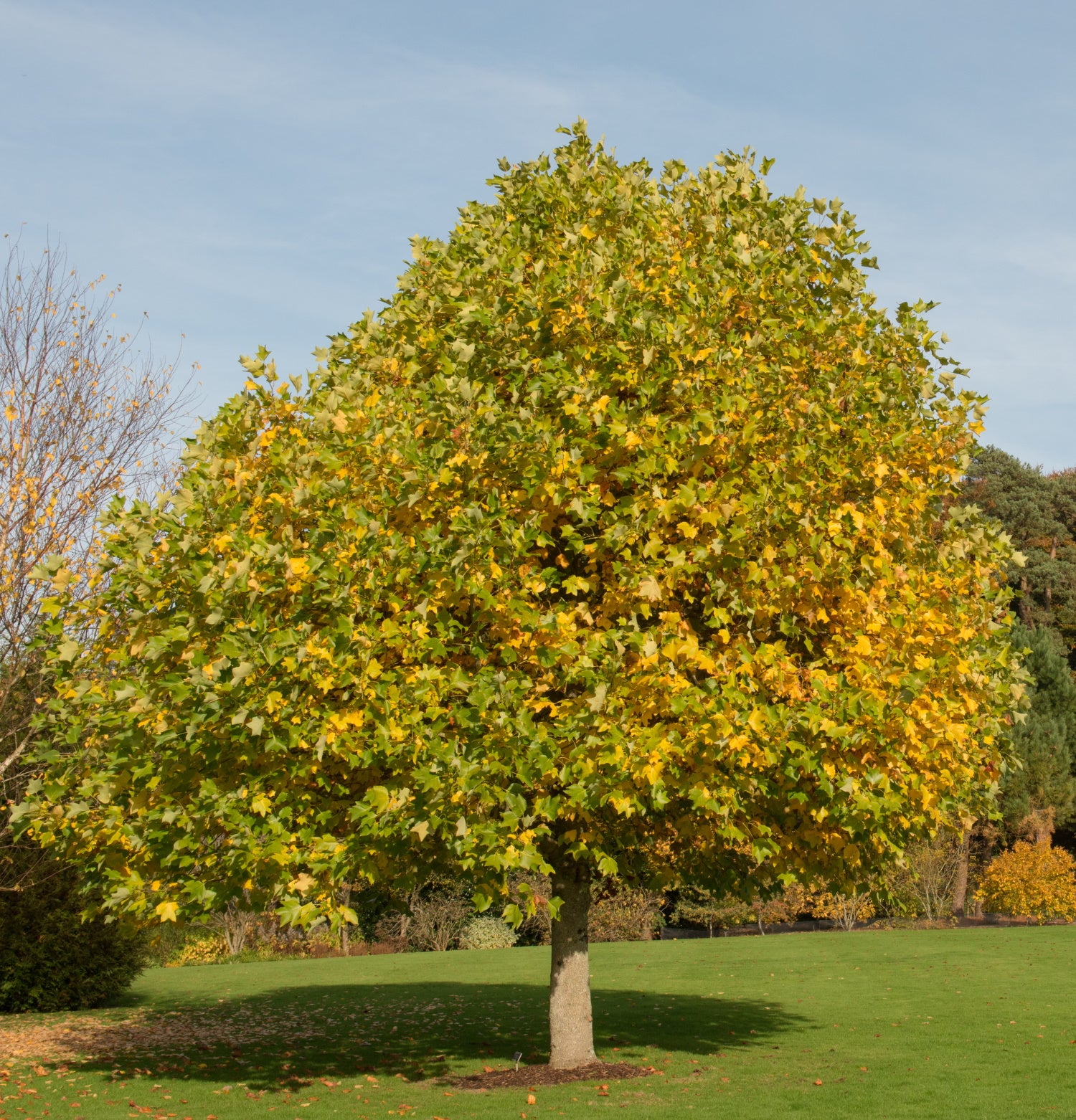 Shel Raste Liriodendron Tulipifera Tulip Tree