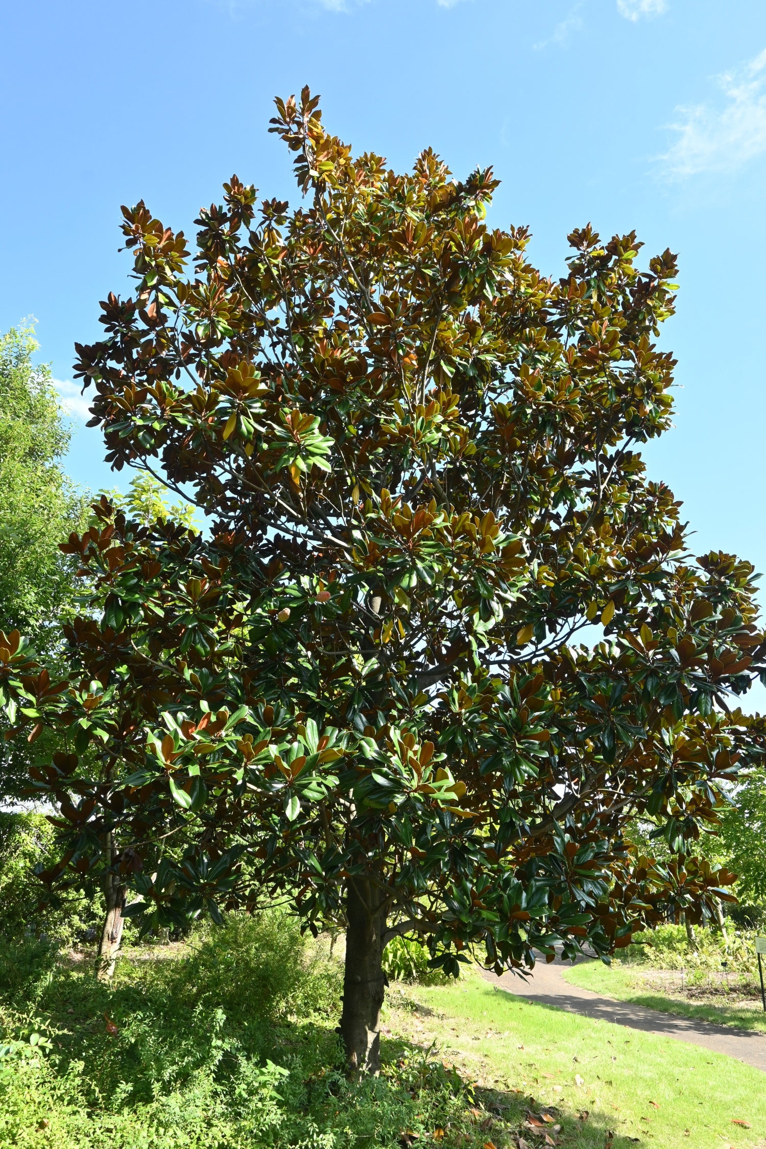 Magnolia Grandiflora Tree