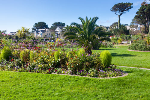 The Best Mediterranean Plants for UK Gardens
