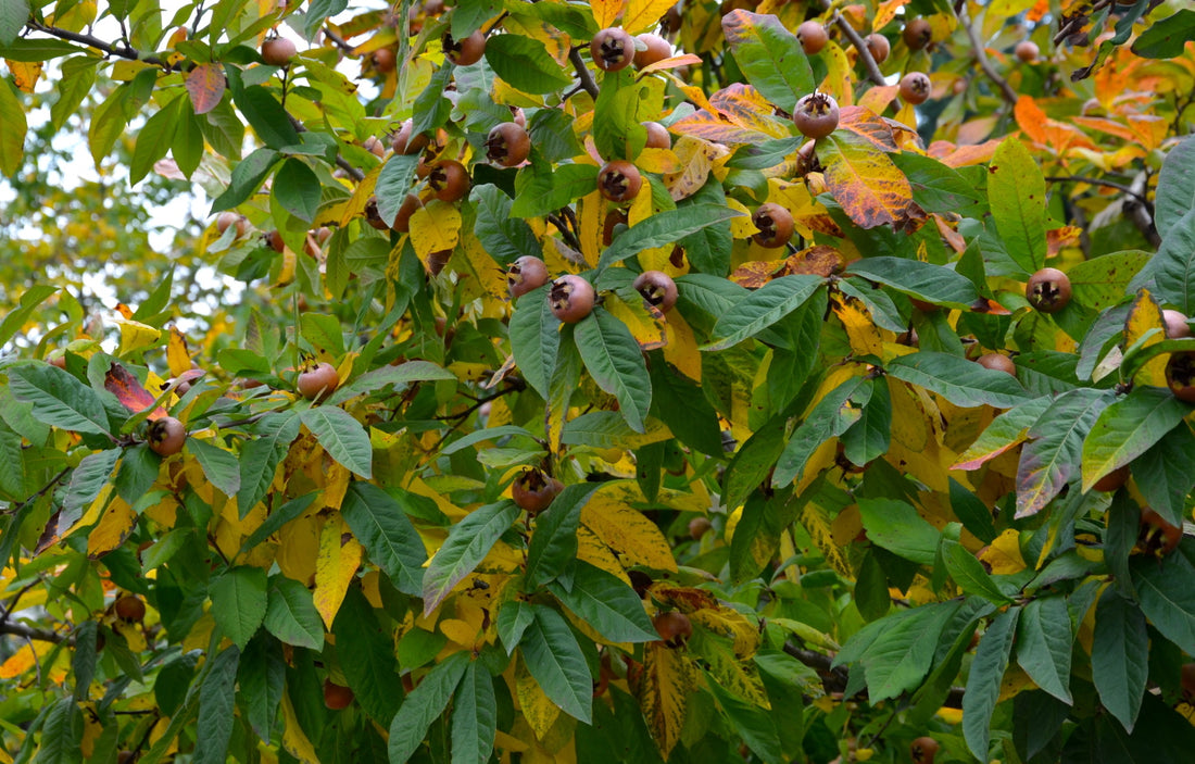 Medlar