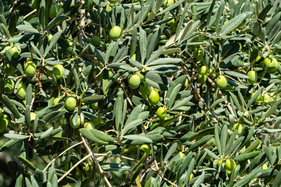 Olea europaea / European Olive