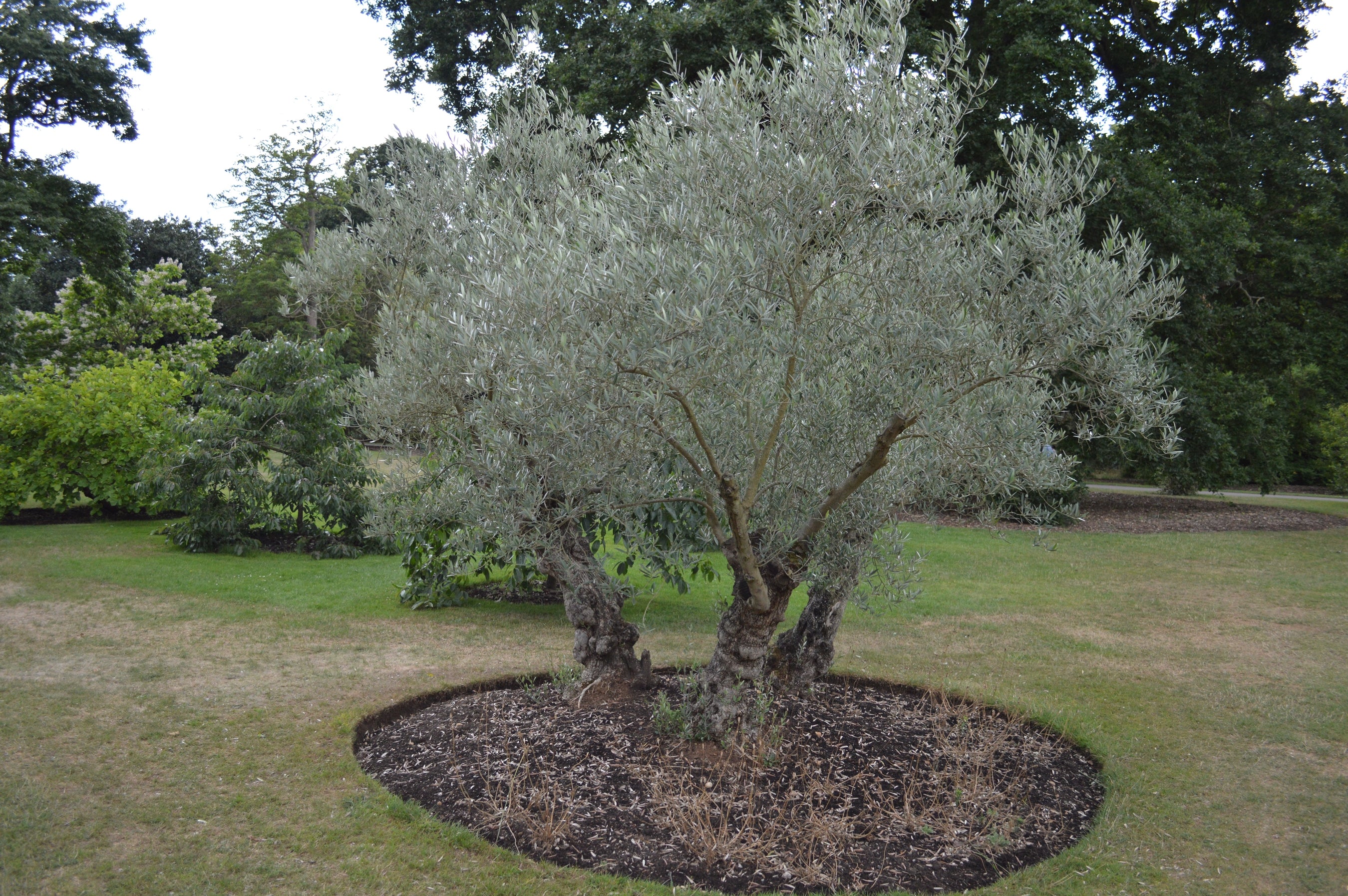 Olua Tree Olea europaea / Olive tree – Arundel Arboretum