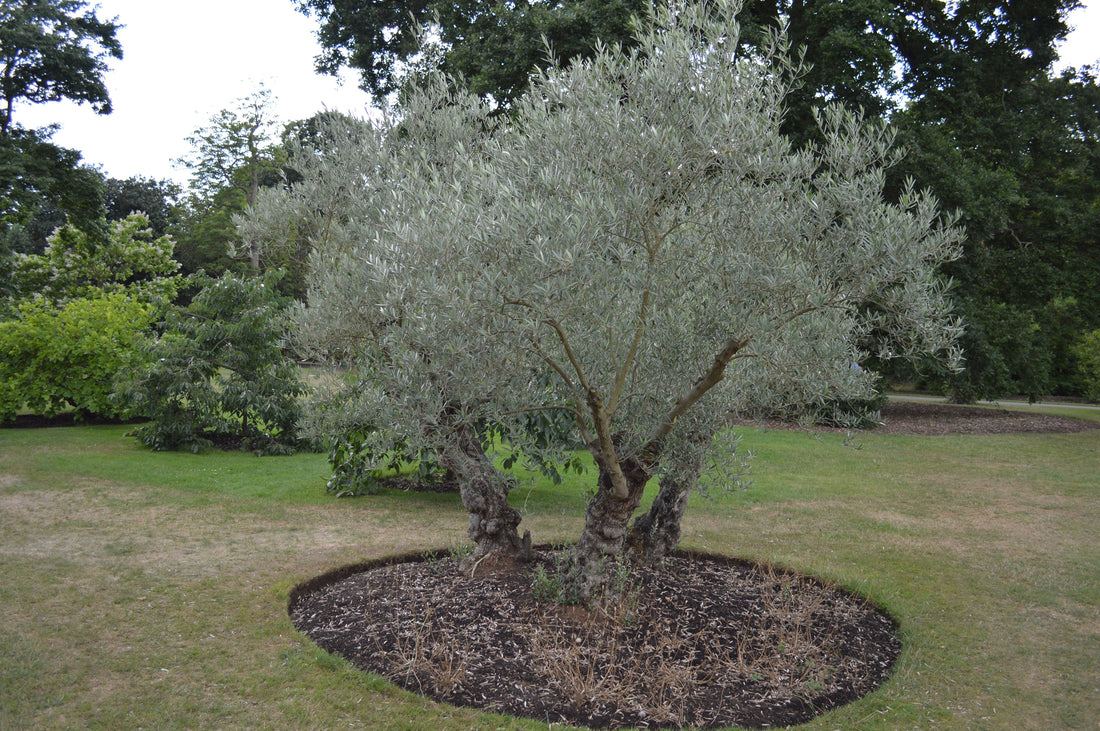 Olea europaea / Olive tree