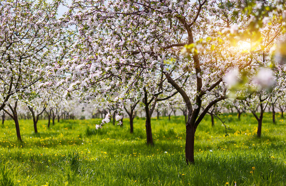 How to Plant and Care for an Orchard in the UK