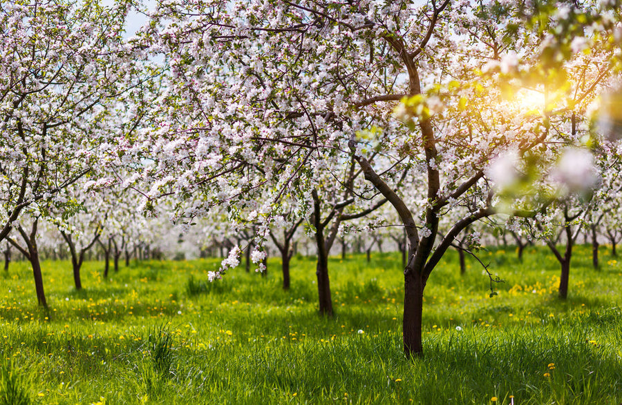 How to Plant and Care for an Orchard in the UK – Arundel Arboretum