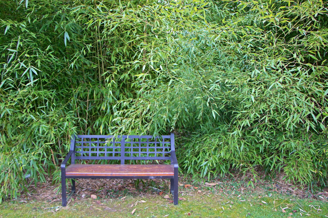 Phyllostachys nigra / Black Bamboo