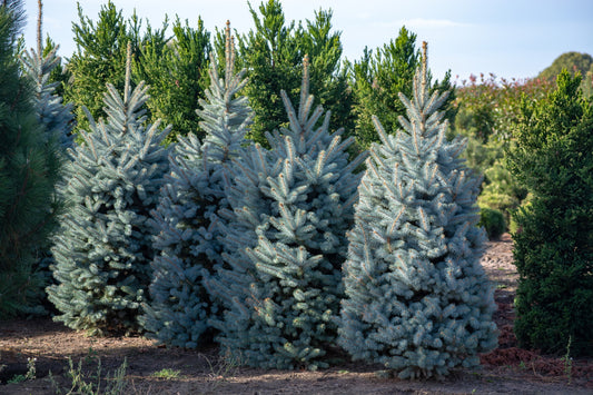 Picea pungens ‘ Glauca Globosa’ / Colorado Spruce