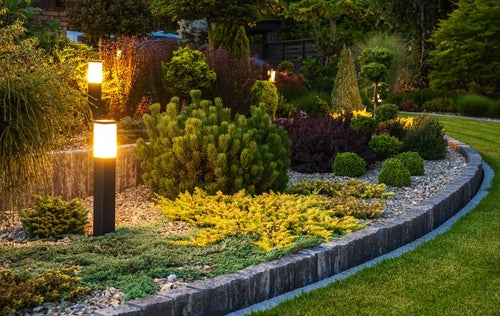 Pines in Containers and the Ground: A Practical Growing Guide