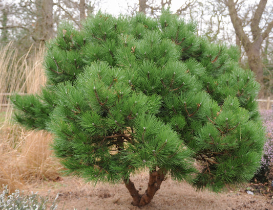 Pinus nigra ‘Austriaca’ / Austrian Black Pine