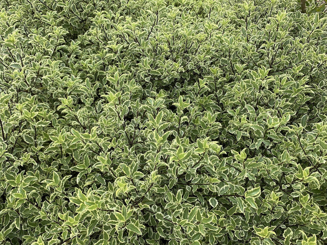 Pittosporum tenuifolium ‘Variegatum’