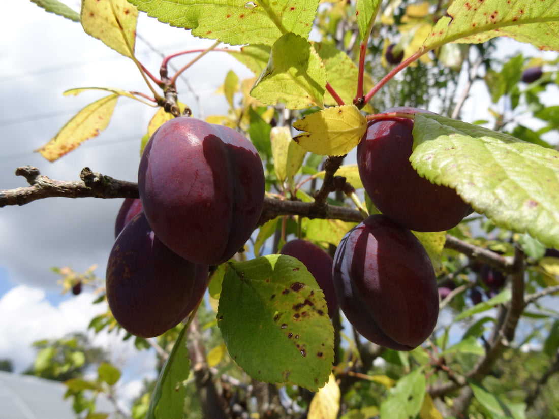 Are your fruit trees being sabotaged by insects?