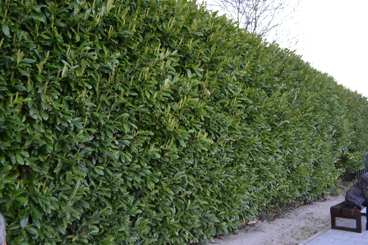 Prunus laurocerasus / Cherry Laurel