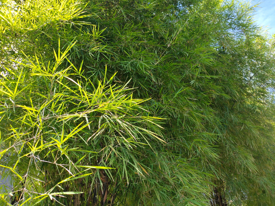 Pseudosasa japonica ‘Metake’ / Arrow Bamboo