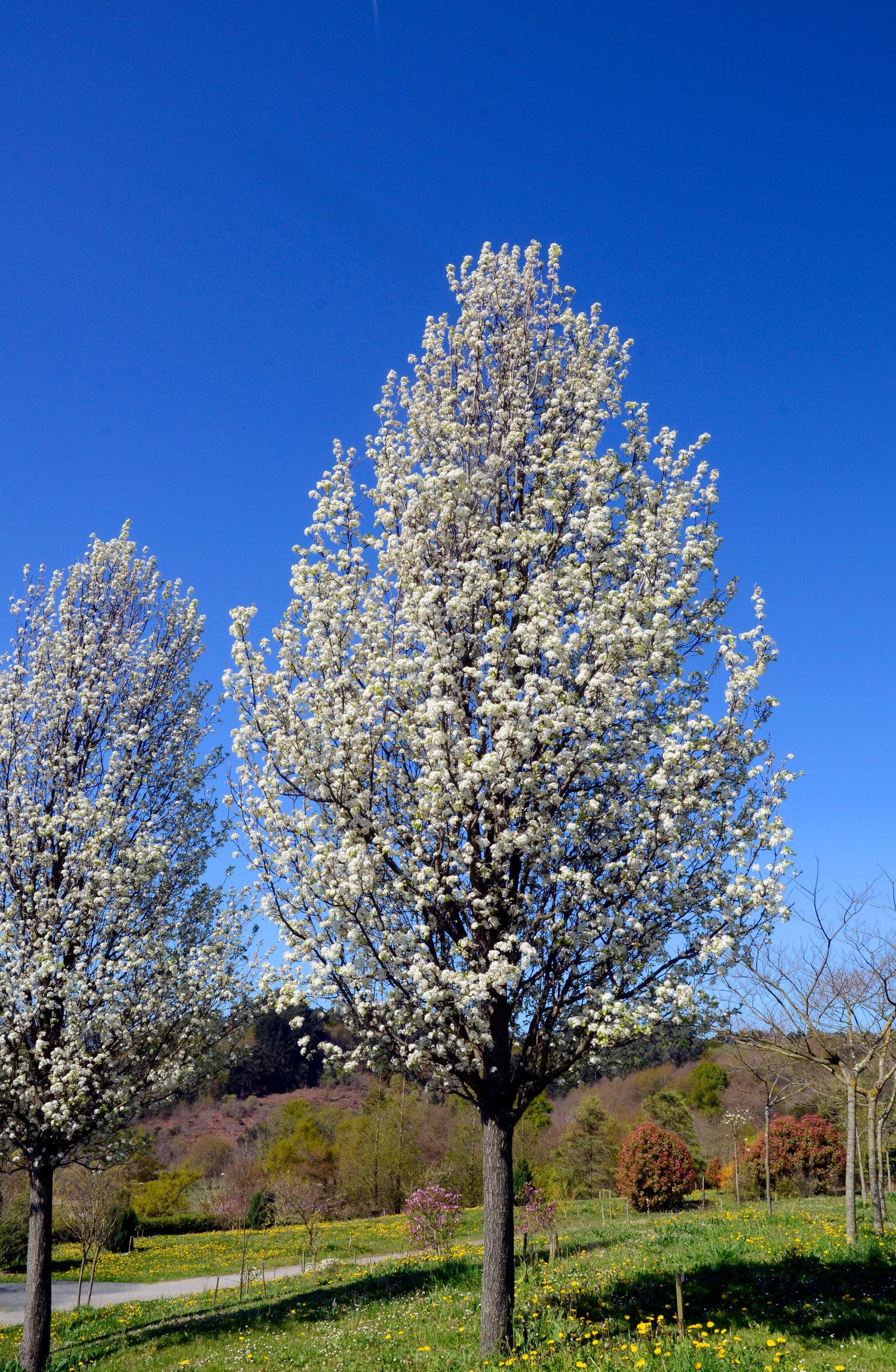 Chantaclear Tree Pyrus calleryana ‘Chanticleer’ / Ornamental Pear – Arundel Arboretum