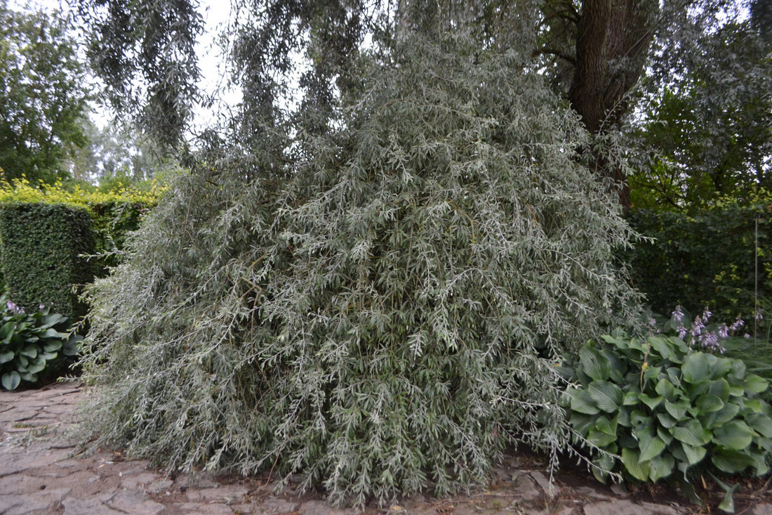 Pyrus salicifolia ‘Pendula’ / Weeping Pear