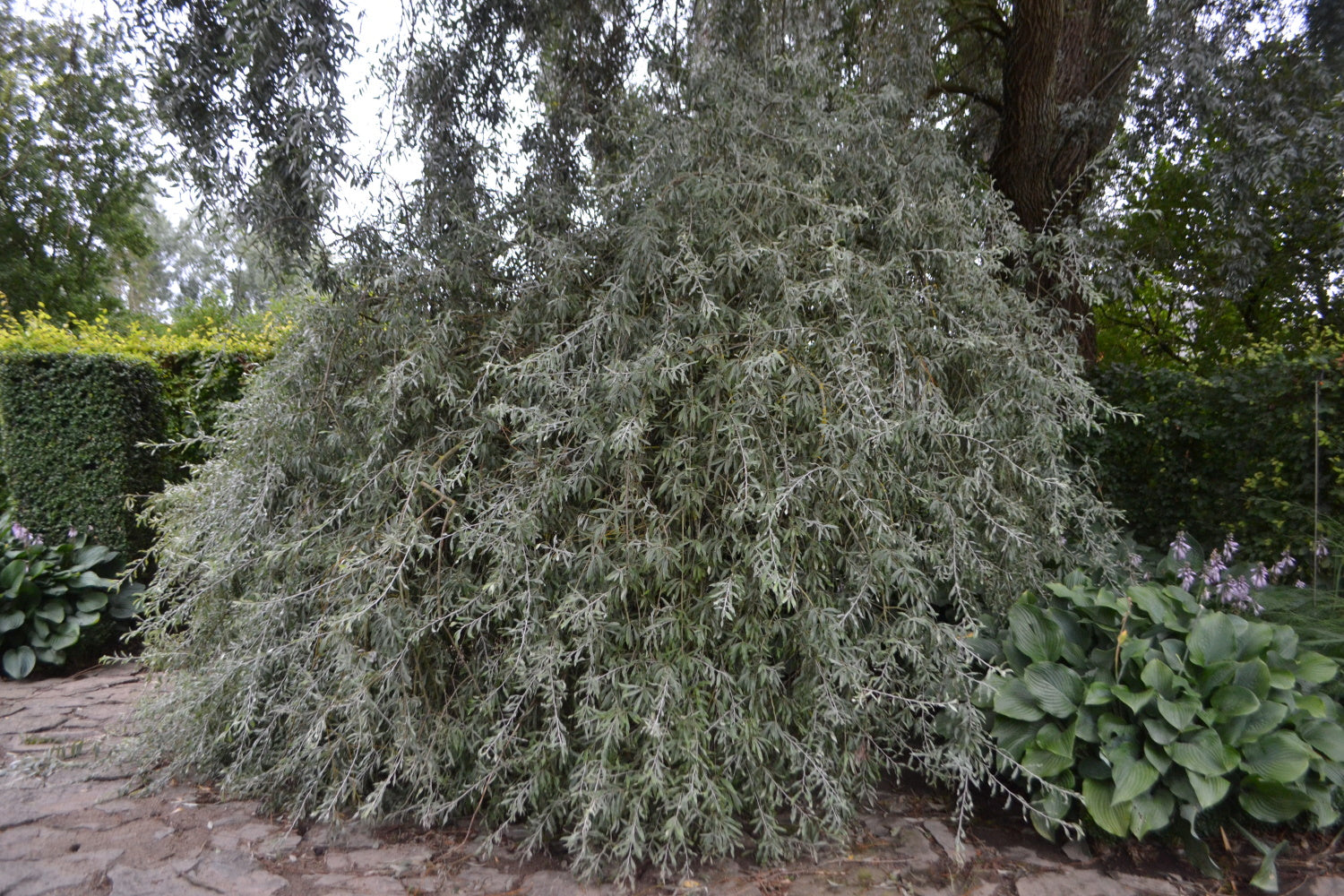 Pyrus salicifolia ‘Pendula’ / Weeping Pear