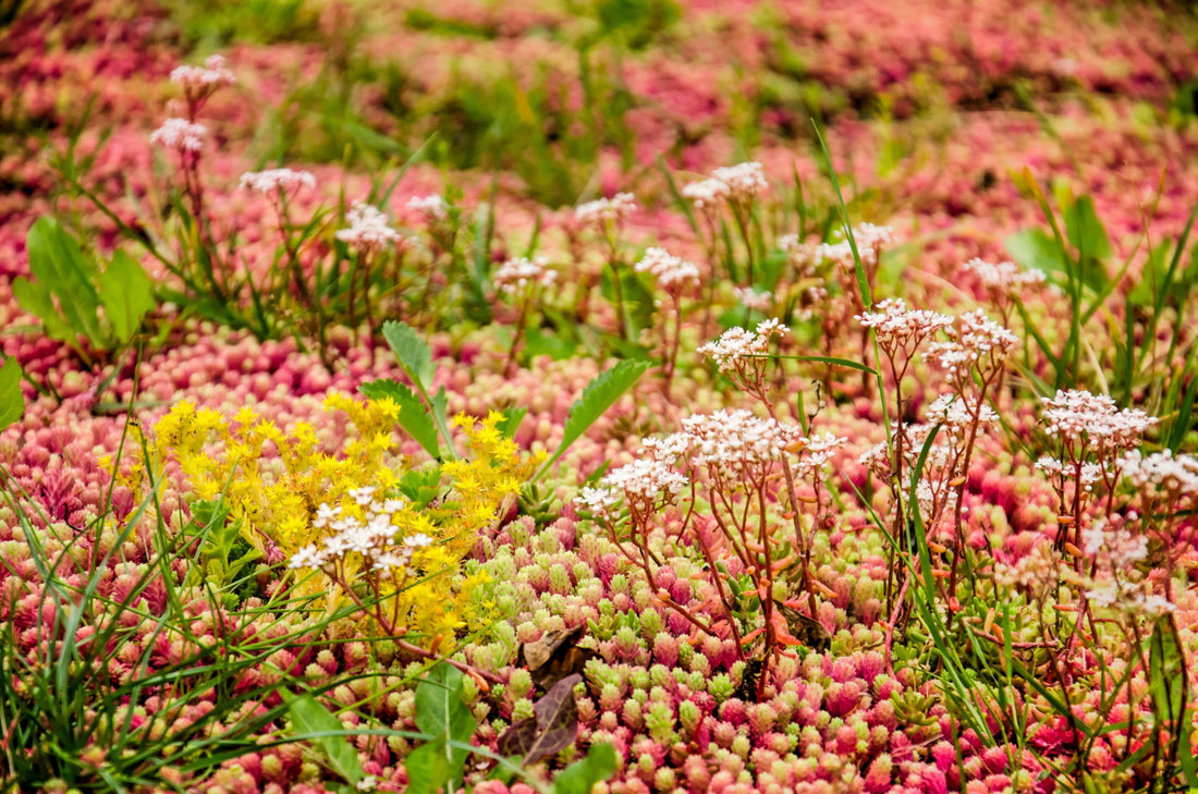 How to grow Sedums