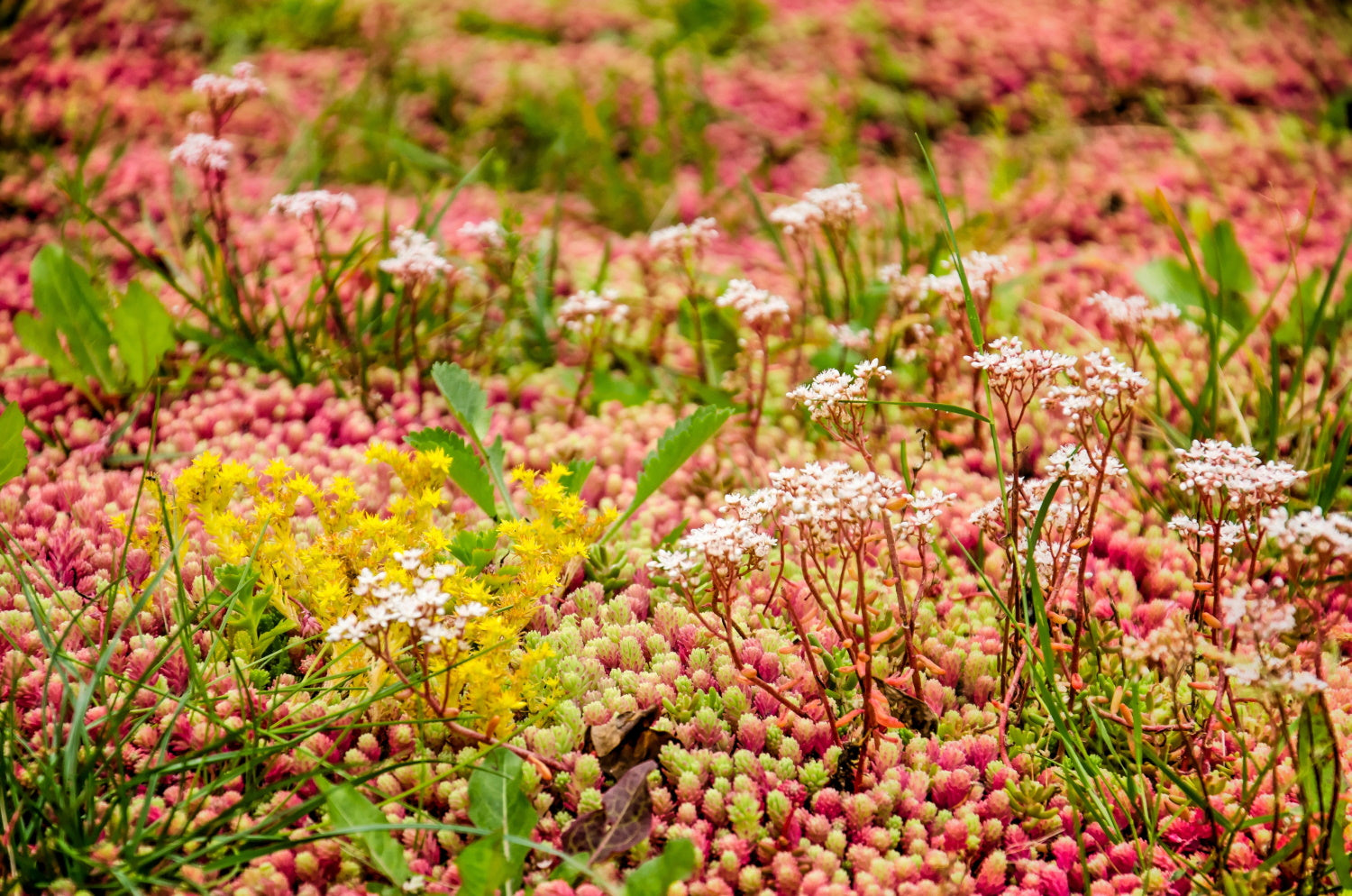 How to grow Sedums