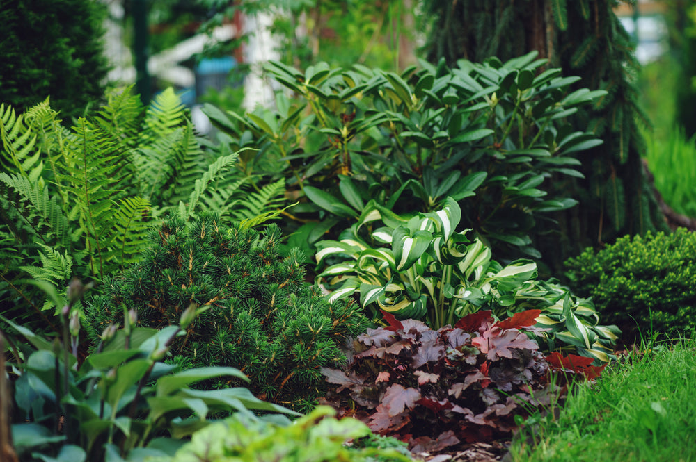 Best Shade-Loving Plants & Trees for Shaded UK Gardens