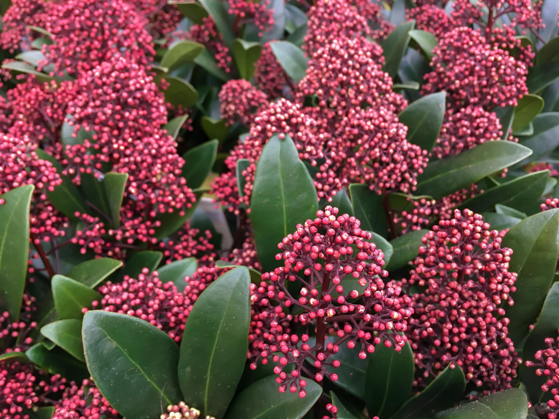 Skimmia japonica ‘Rubella’