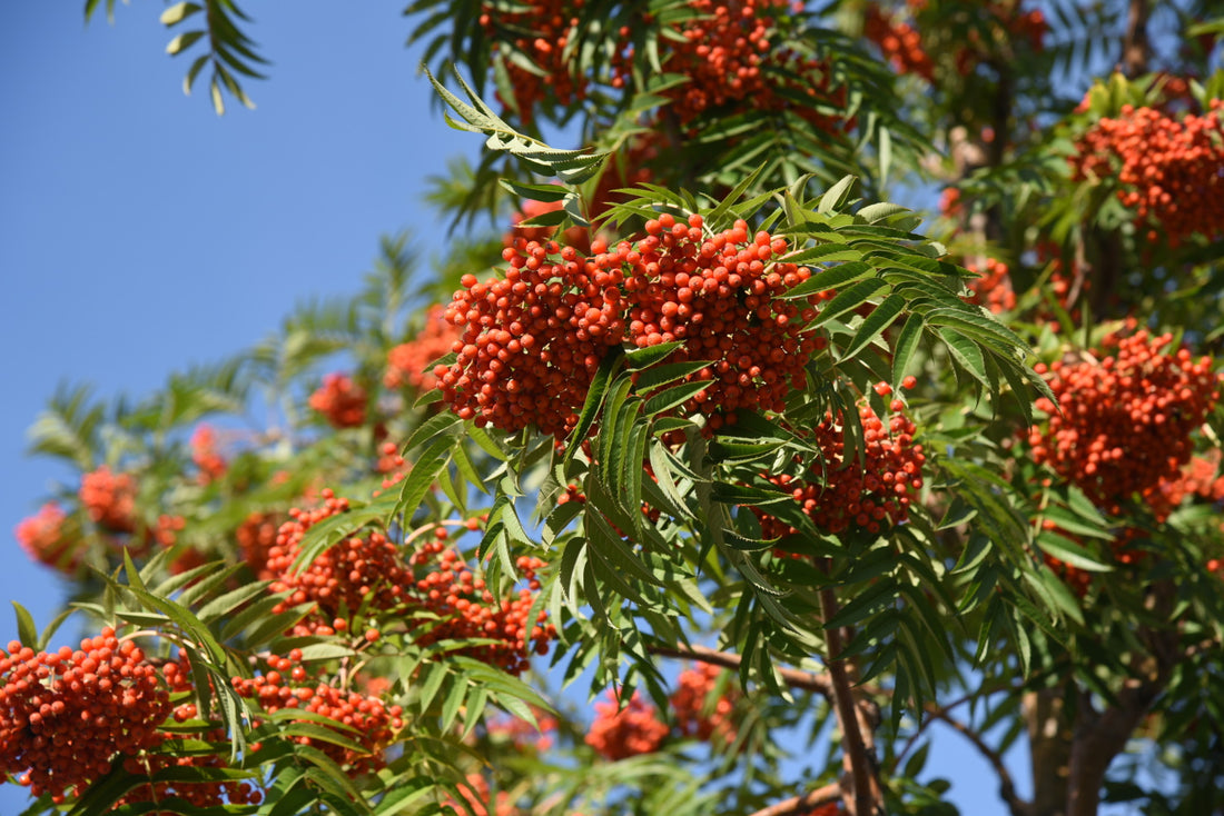 5 Sorbus trees to consider