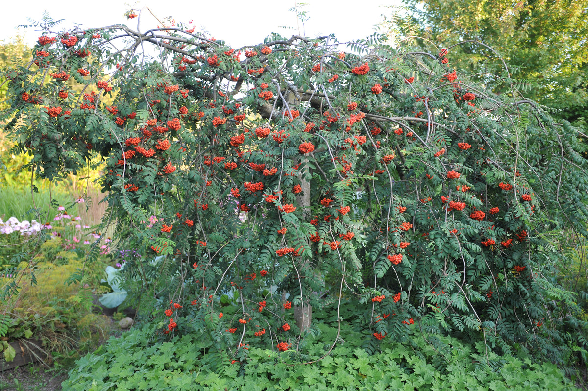Arandel Tree Trees – Arundel Arboretum