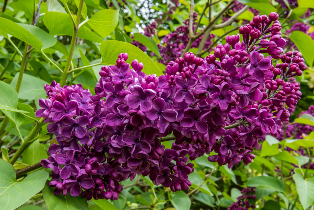 Syringa vulgaris ‘Belle de Nancy’ / Lilac