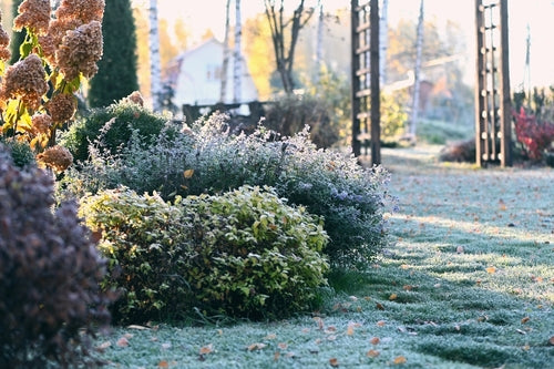 Best Trees & Shrubs for Stunning Winter Interest in UK Gardens