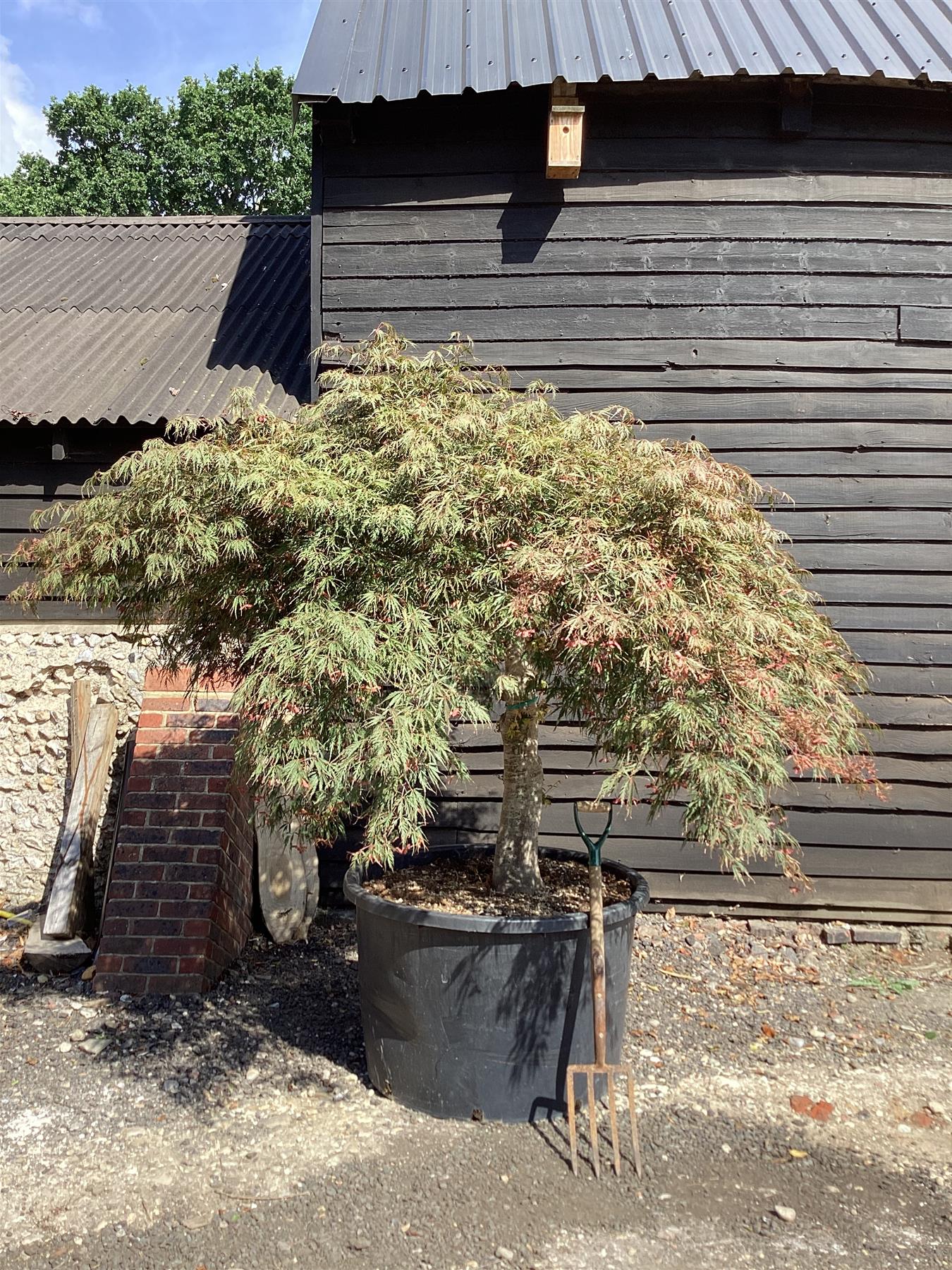 Buying and Caring for Japanese Maples