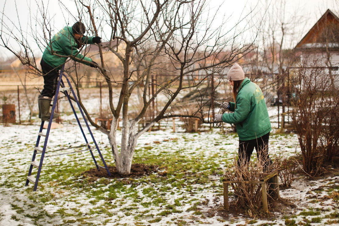How to prune an apple tree? When to prune and method for achieving the best fruit production.