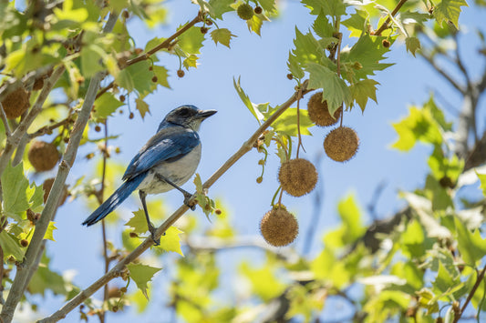Bringing Life to your Garden – 5 Perfect Trees for Birds
