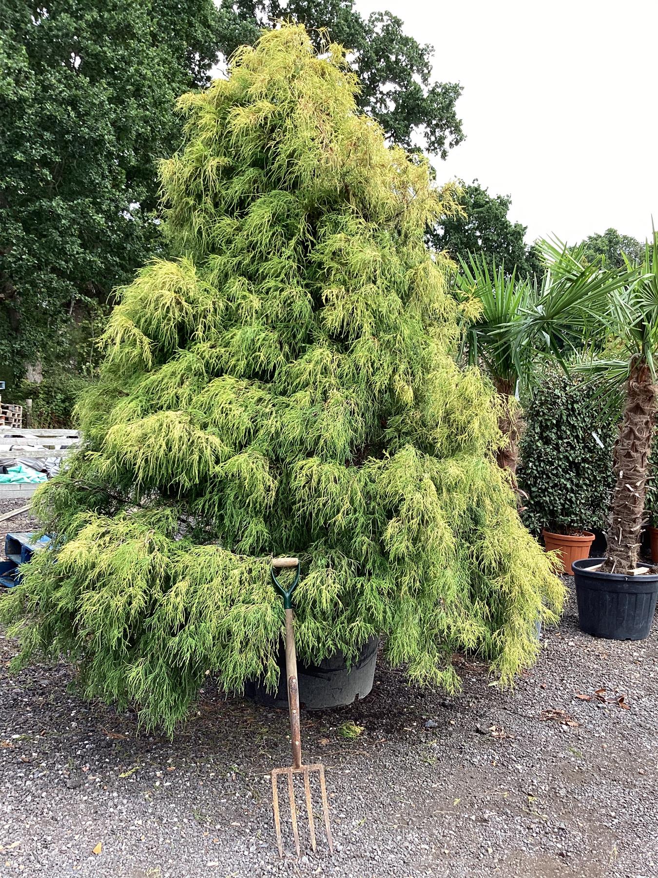 Arandel Tree Mature trees to enhance your garden – Arundel Arboretum