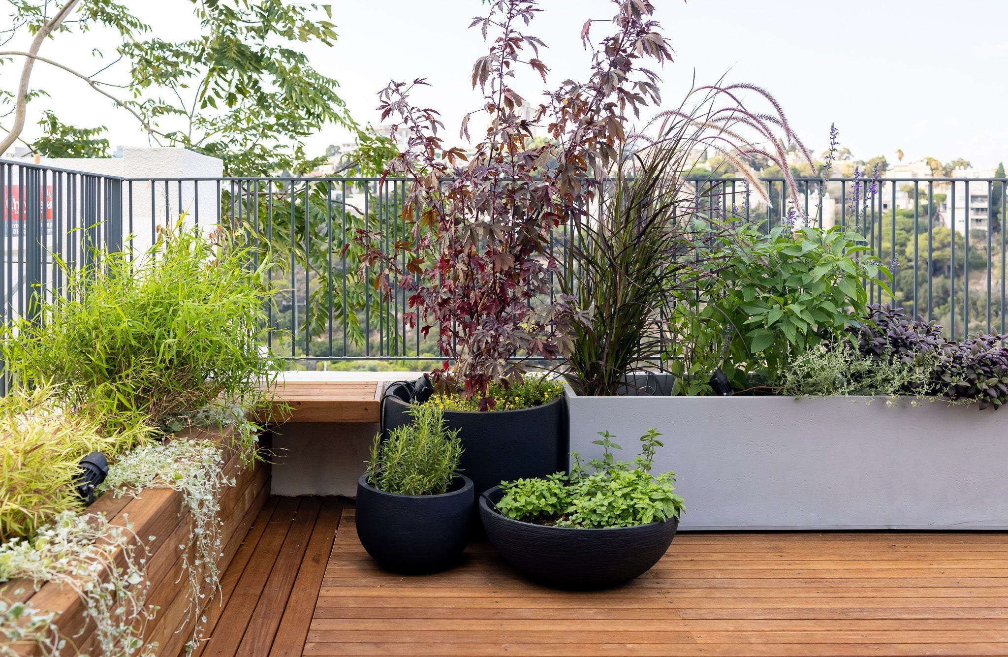 Container 2 Tree Trees for Containers: Great Solution for Small Gardens and Patios ...