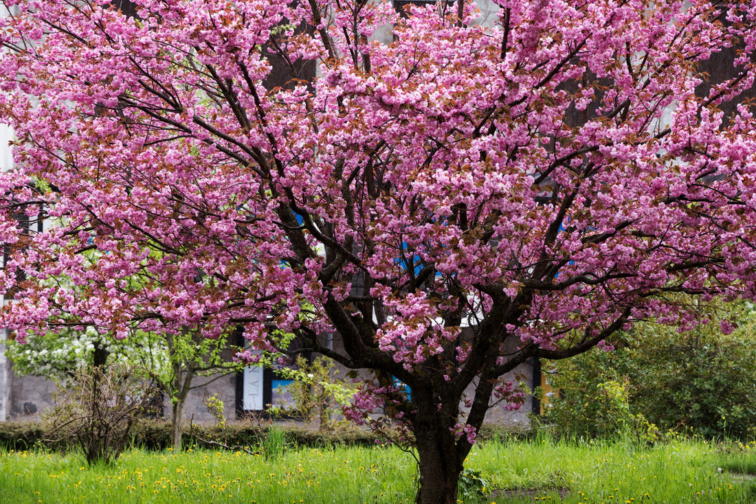 Potted mini sakura trees are perfect for everyone who missed