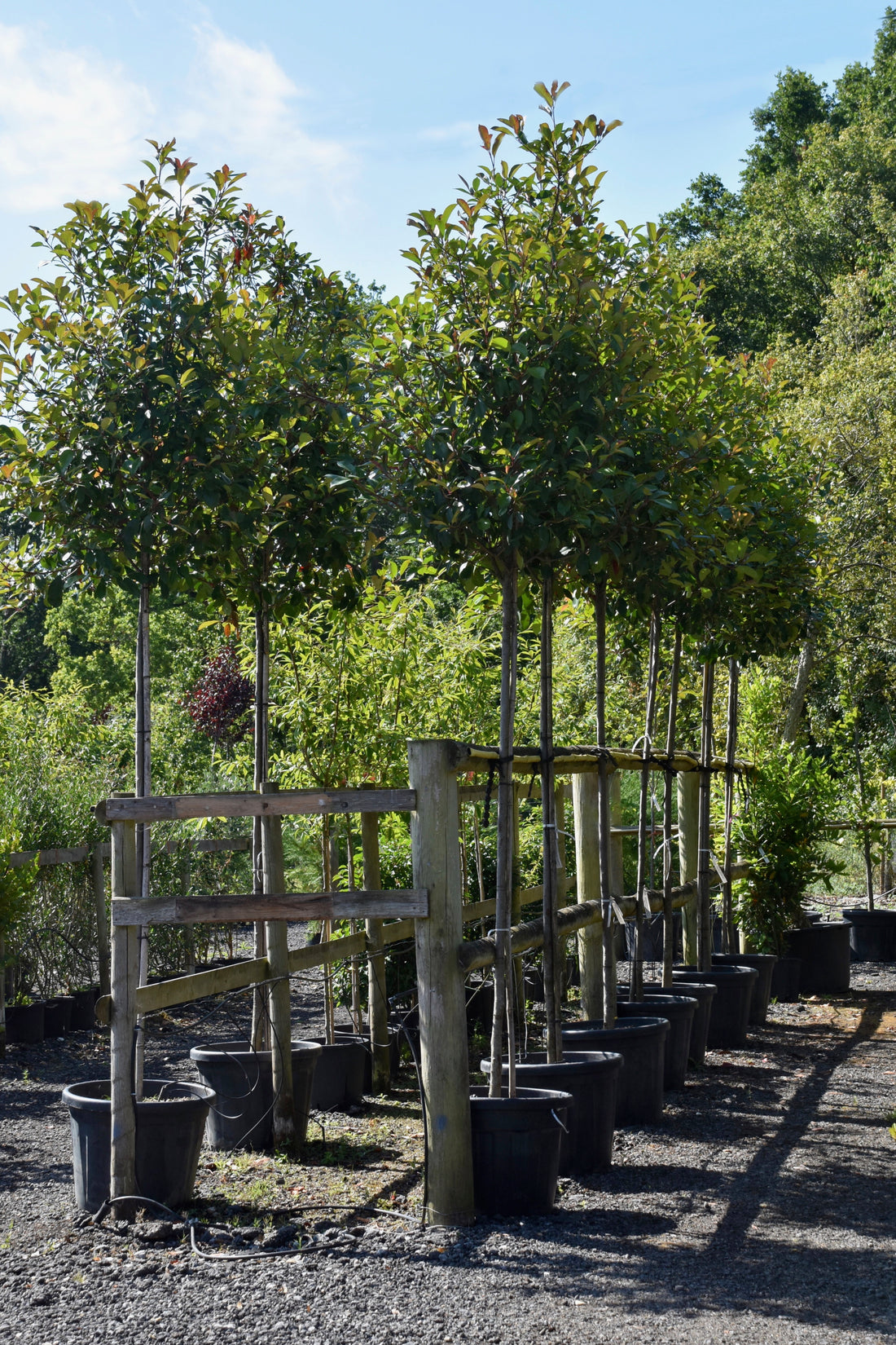 Large evergreen shrubs to enhance your garden