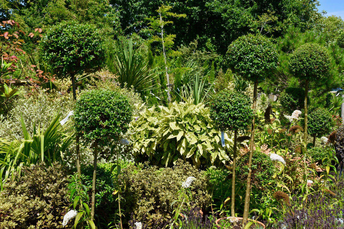 Fast growing shrubs for privacy