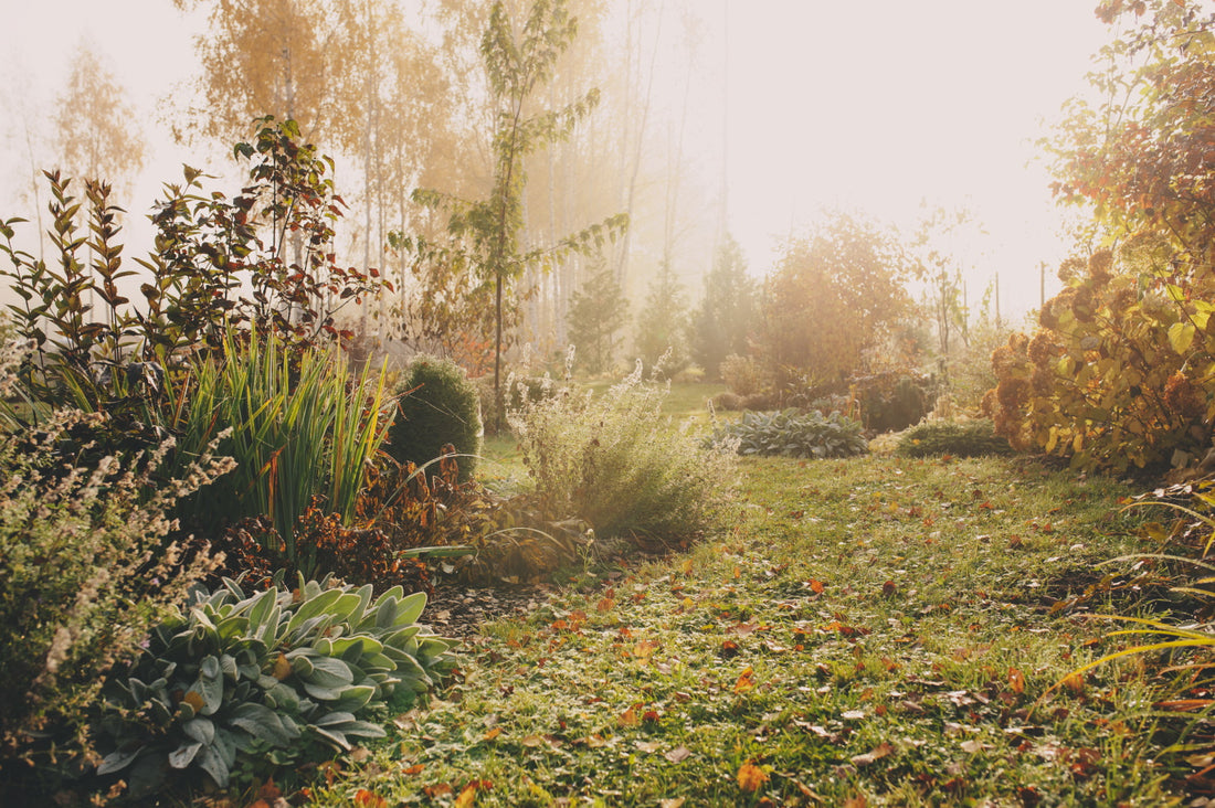 What to do in the garden in November