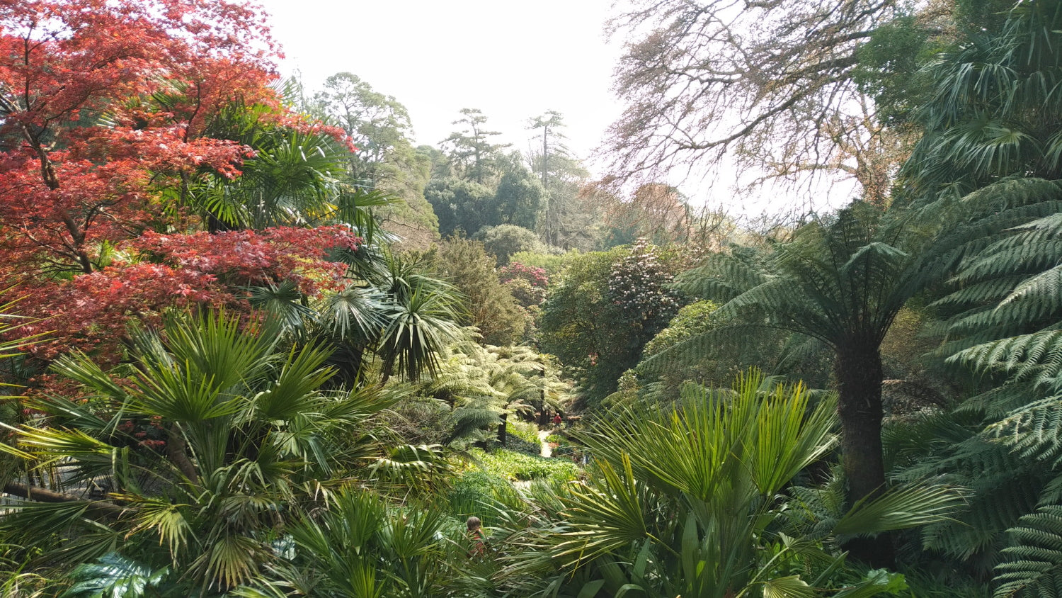 Arandel Tree Palm Trees – Arundel Arboretum