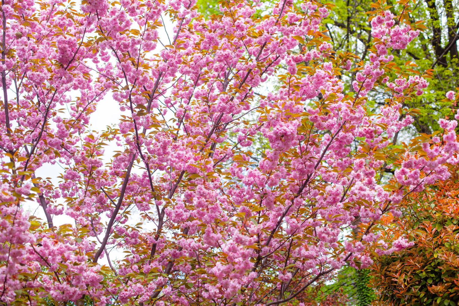 Arandel Tree 3 Winter Flowering Cherry Trees – Arundel Arboretum