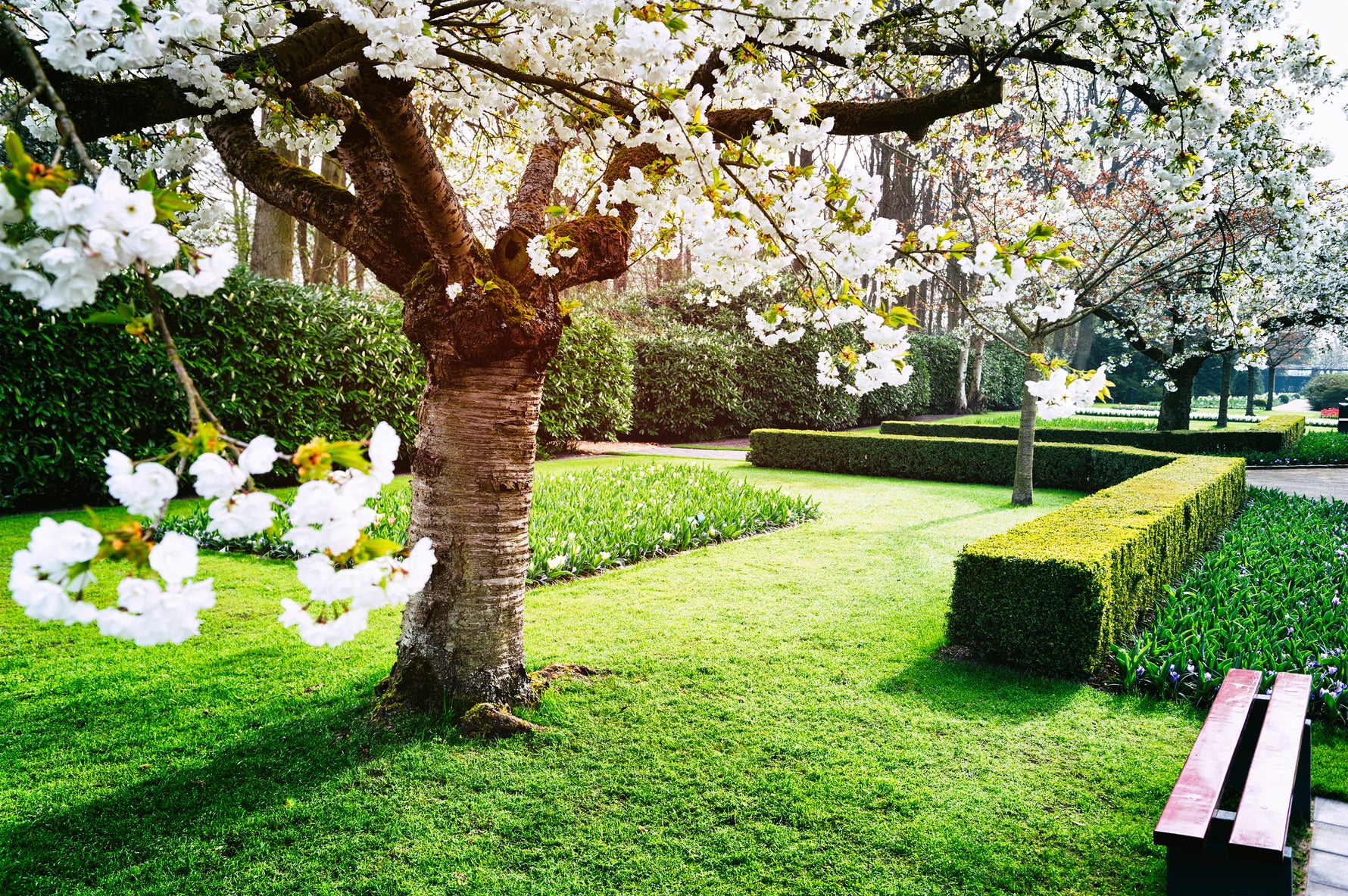 Help and advice to buy a garden tree