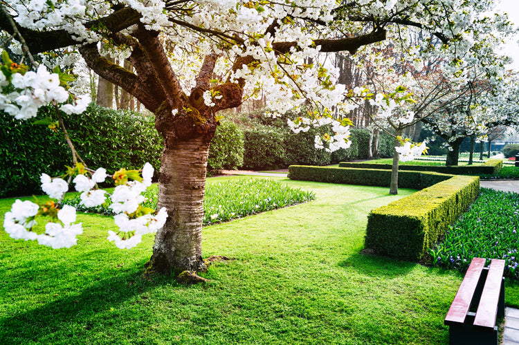 Help and advice to buy a garden tree – Arundel Arboretum